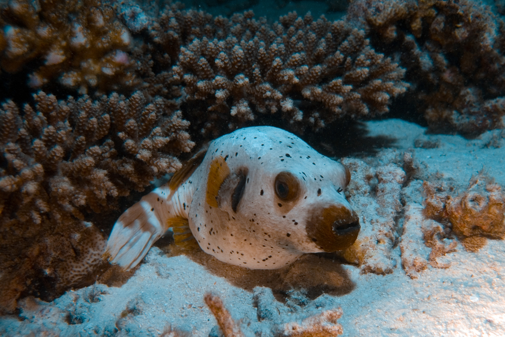 Dogface pufferfish hovers above the sand on a coral reef