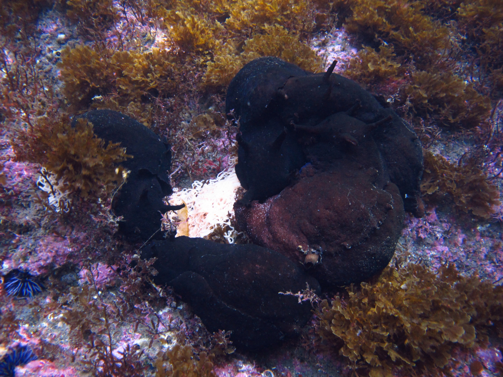 Black Sea Hare (giant sea slugs) on the ocean floor