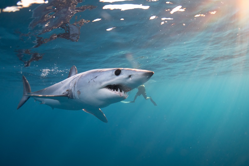 shark diving while menstruating