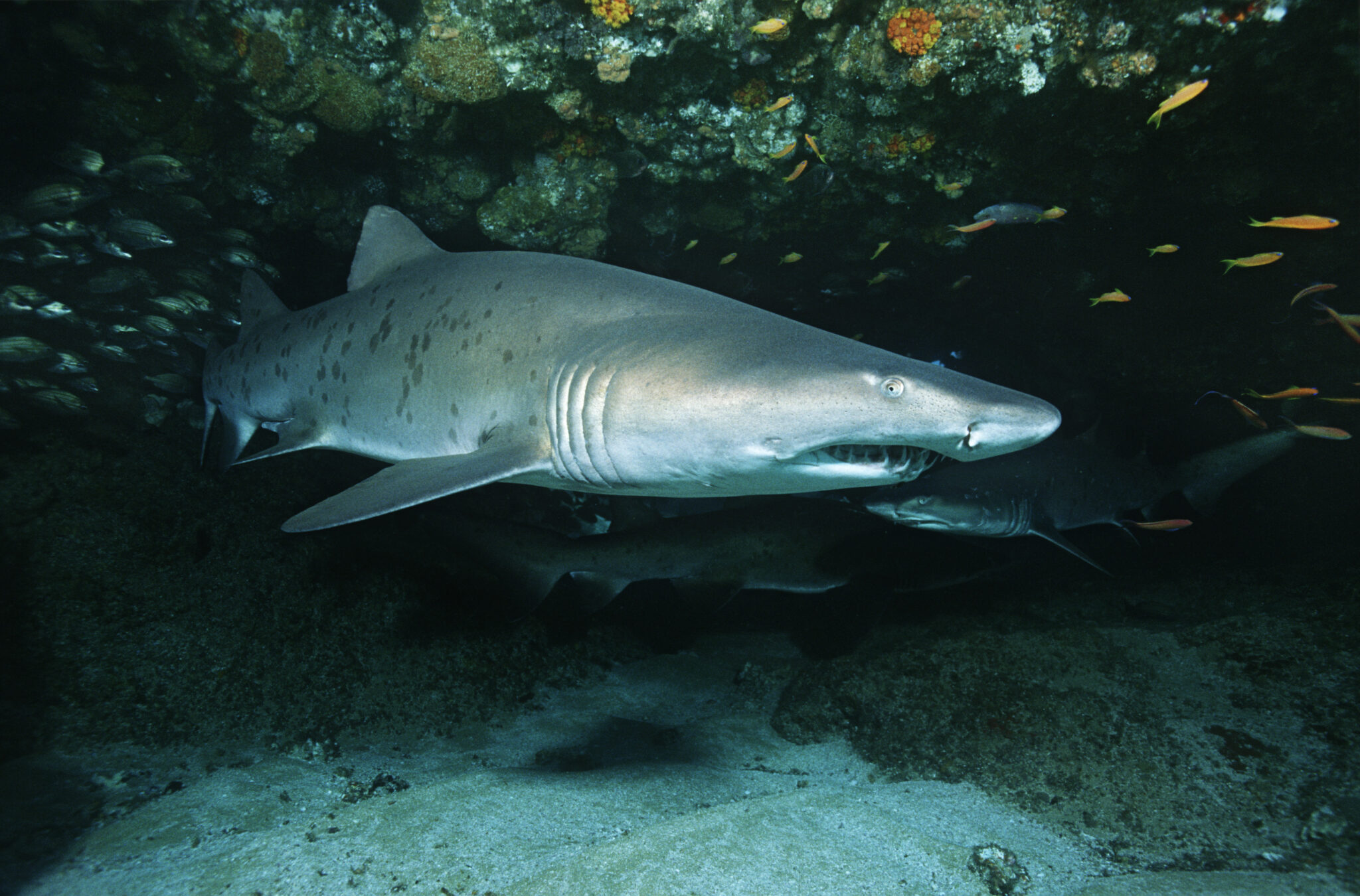 sharks at aliwal shoal in south africa