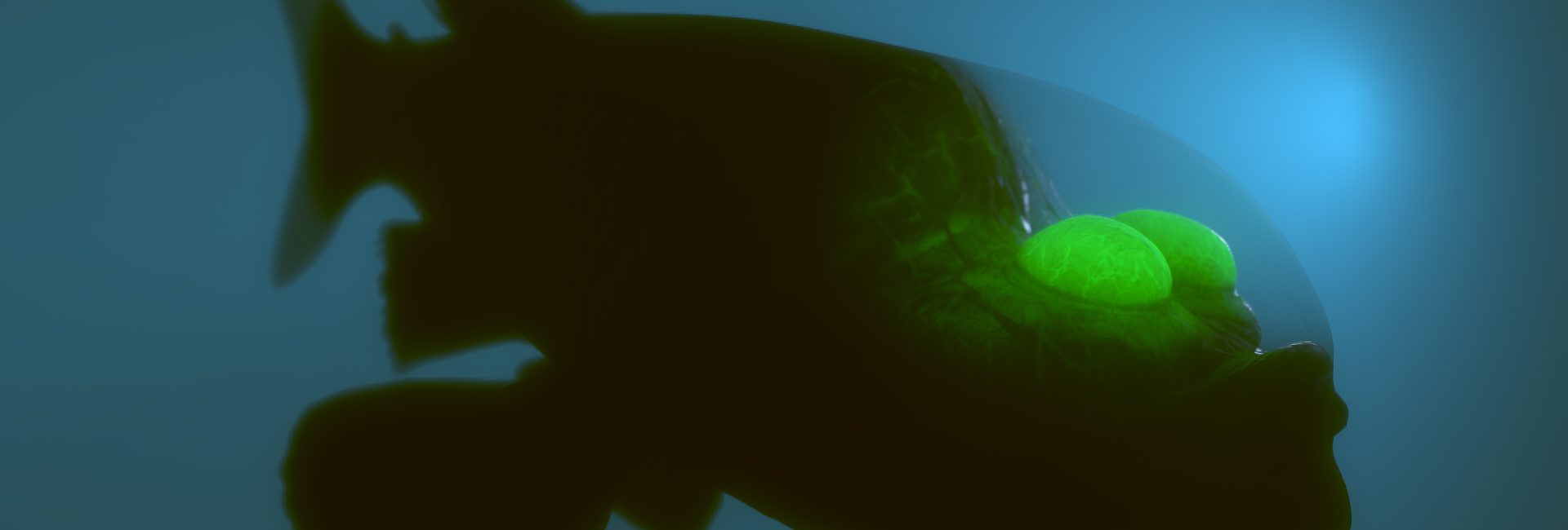 The Red-Lipped Batfish, Black Sea Hare and Other Unusual Underwater Creatures