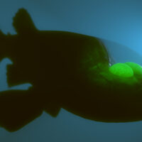 3D rendering of barreleye fish with transparent head