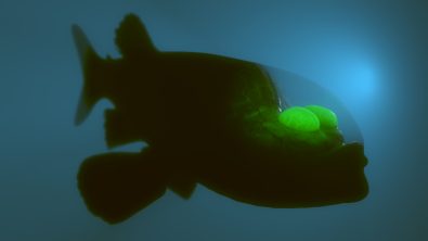 3D rendering of barreleye fish with transparent head
