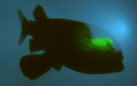 3D rendering of barreleye fish with transparent head