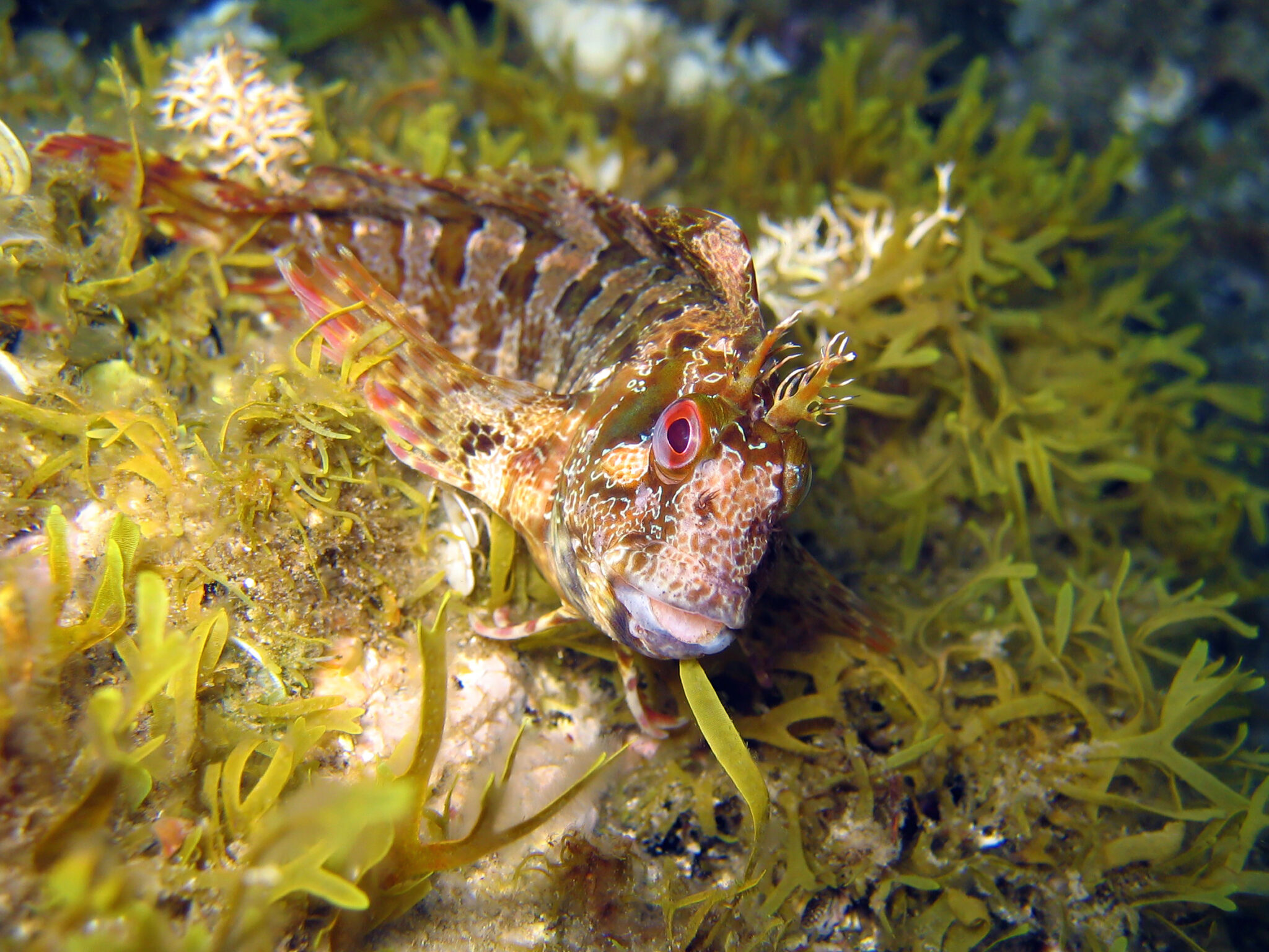A tompot blenny who is not afraid of divers, making these interesting critters a top subject for photographers or researchers