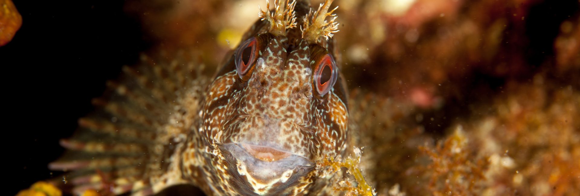 The Tompot Blennies of Wembury, UK