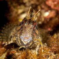 A tompot blenny, one of the UK's favourite and most comical critters
