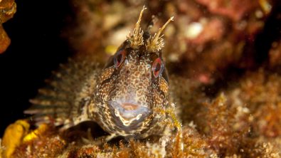A tompot blenny, one of the UK's favourite and most comical critters