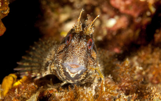 A tompot blenny, one of the UK's favourite and most comical critters