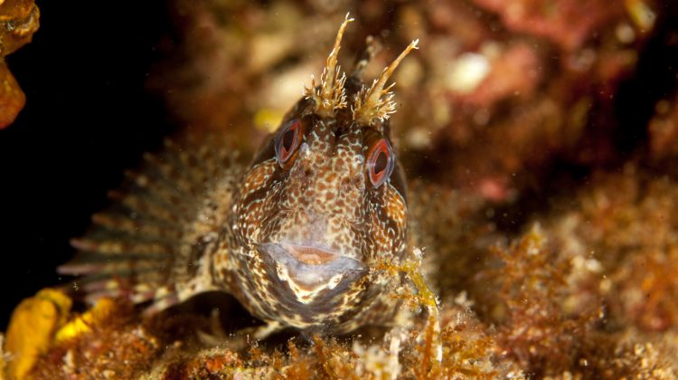 A tompot blenny, one of the UK's favourite and most comical critters