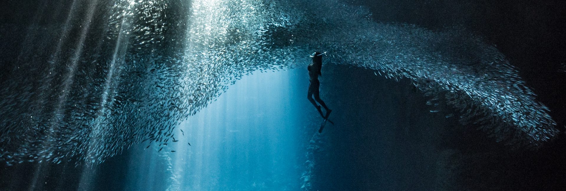 Introducing the New 2022 PADI AmbassaDivers