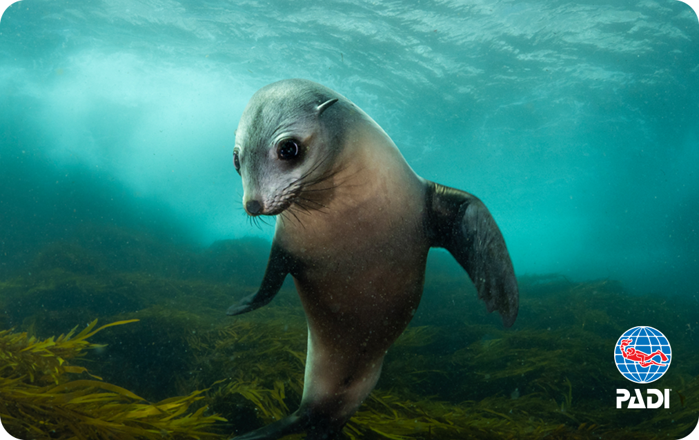 Australian Fur Seal