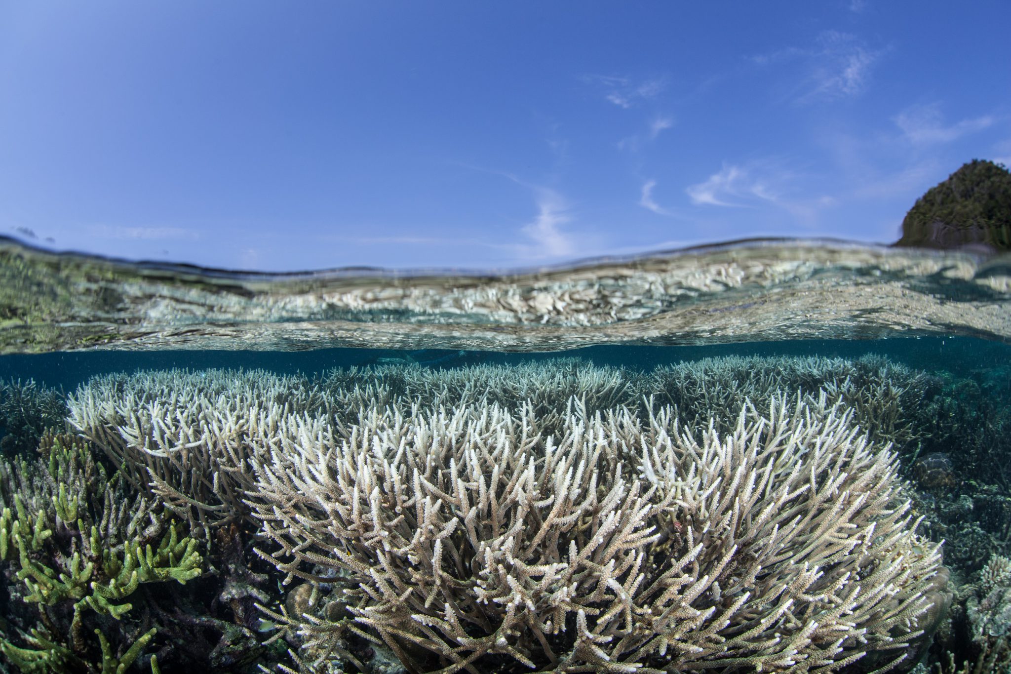 Am image of staghorn corals underwater