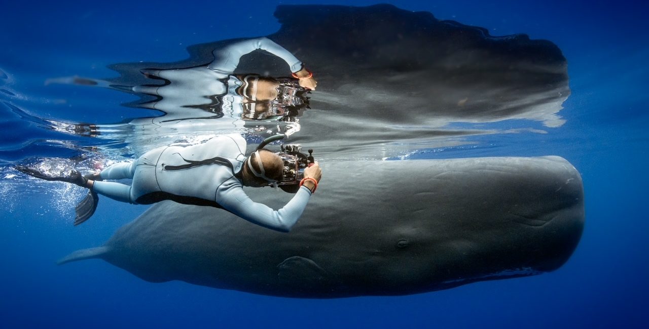 How to Swim with and Save Whales in 2022
