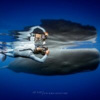 swimming with whales sperm whales