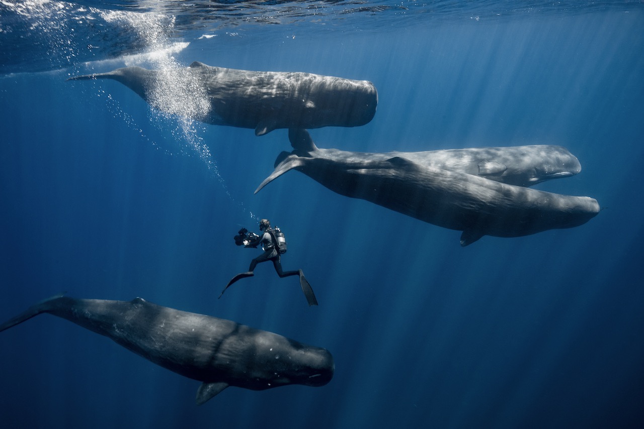swimming with sperm whales