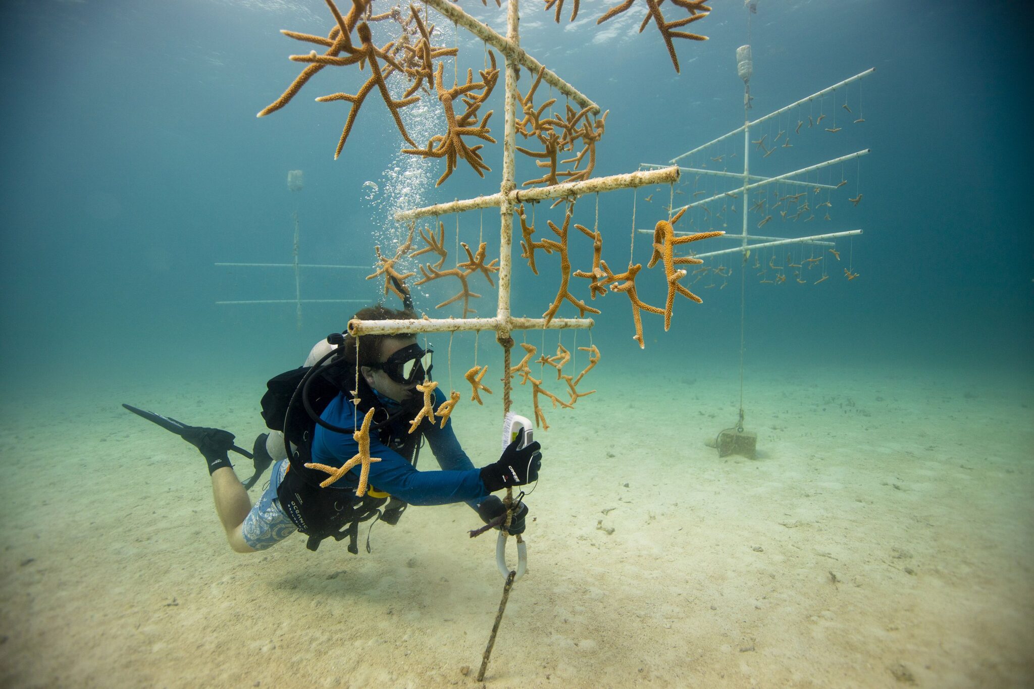 PADI coral restoration save the ocean