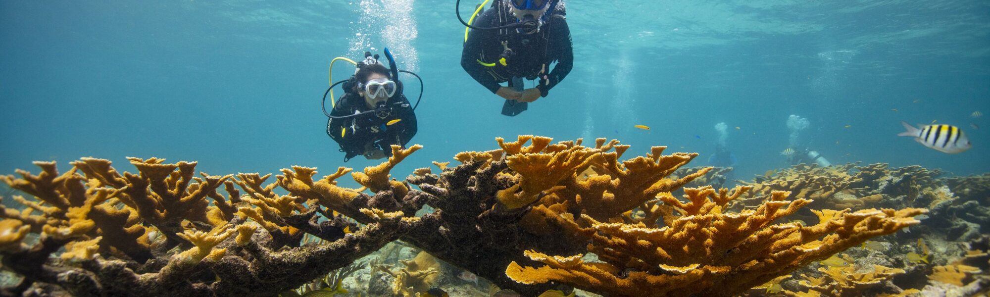 ¿Cuáles son los 4 buceos en Aguas Abiertas PADI?