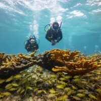 PADI save the ocean