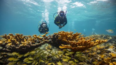 PADI save the ocean