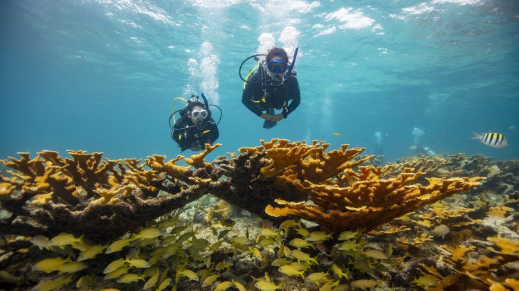 PADI save the ocean