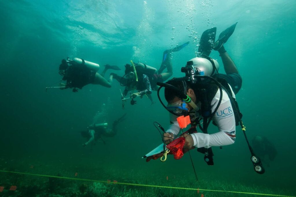 Divers conduct in-situ drawings while floating in the water column.