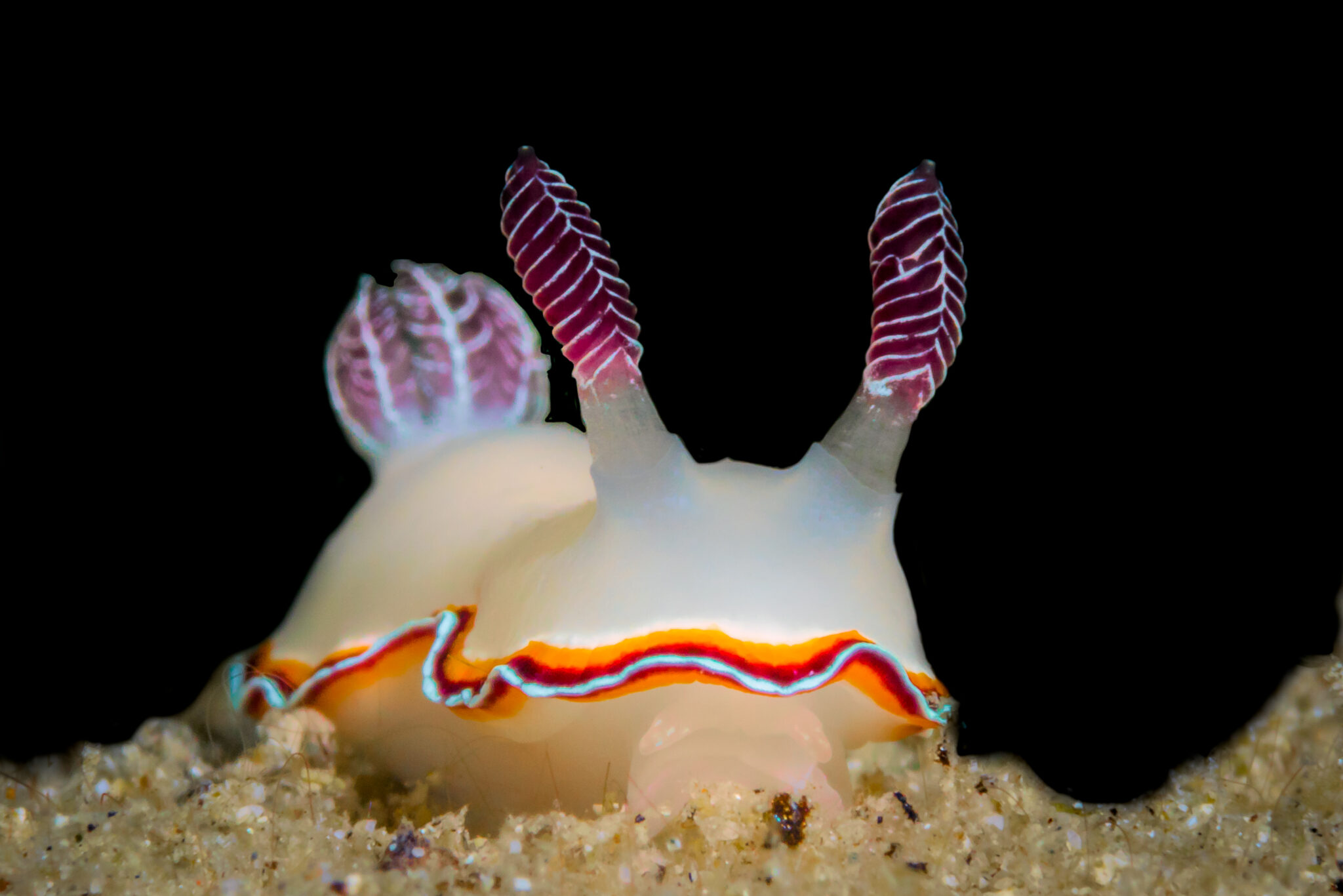 anilao philippines nudibranch