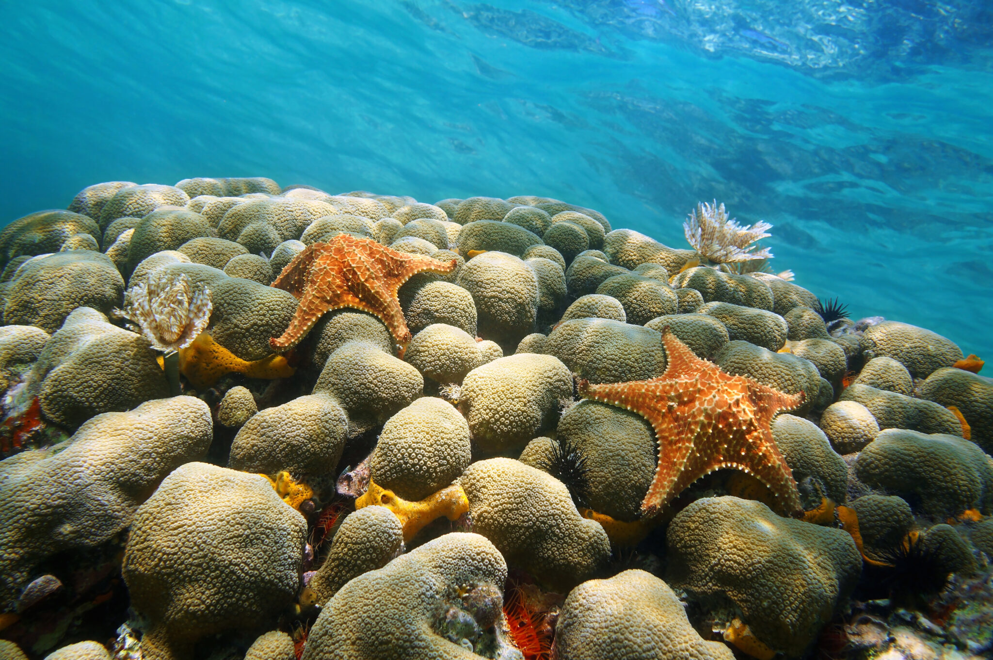 A coral reef with orange sea stars sitting just beneath the surface in Aruba, one of the best diving resorts in the Caribbean