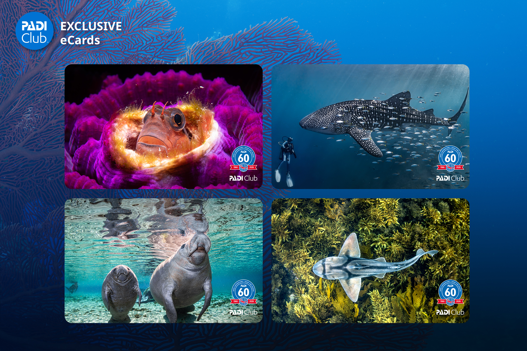 padi club exclusive ecards 2026
