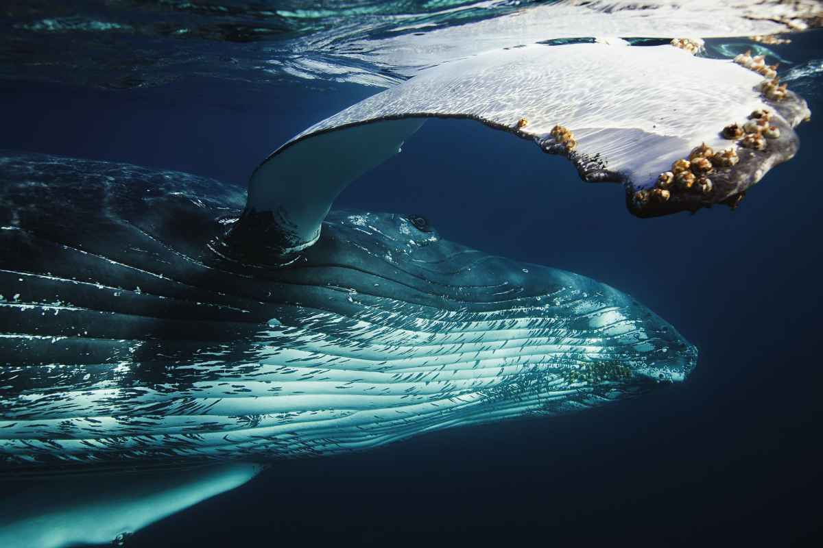 A humpback whale swimming past at Silver Bank in the Dominican Republic, which has the best Caribbean diving in the winter