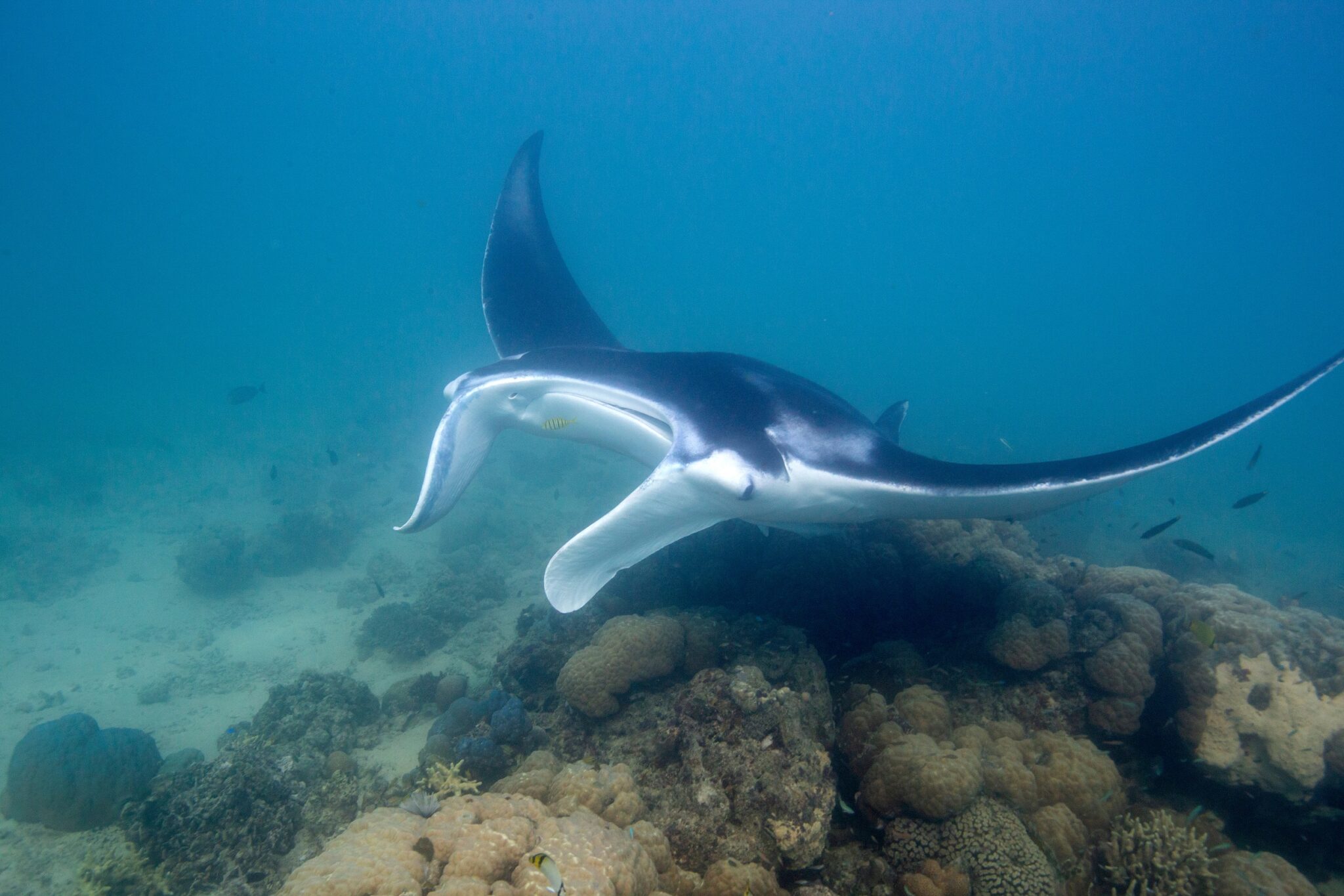 a manta ray at a cleaning station in the solomon islands