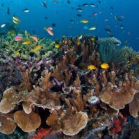 brain coral
