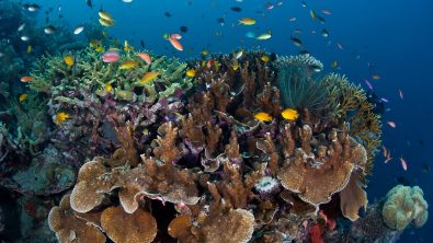 brain coral