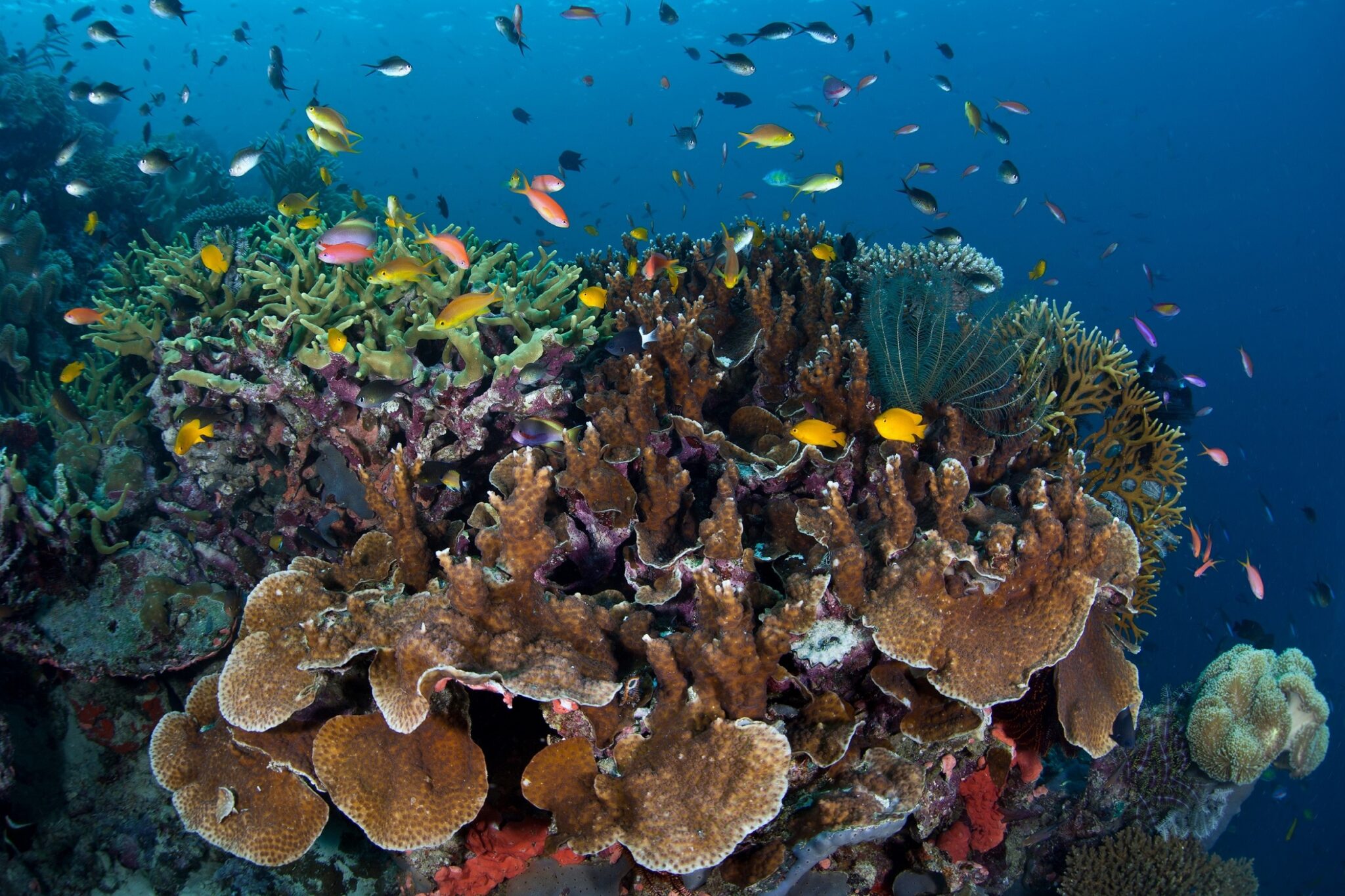 A vibrant coral reef in the coral triangle