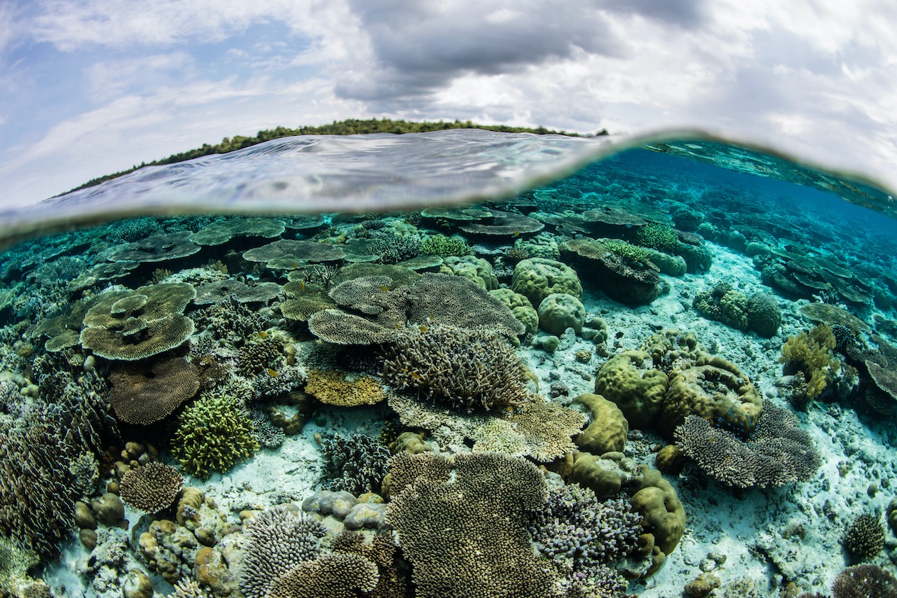 diving in wakatobi national park