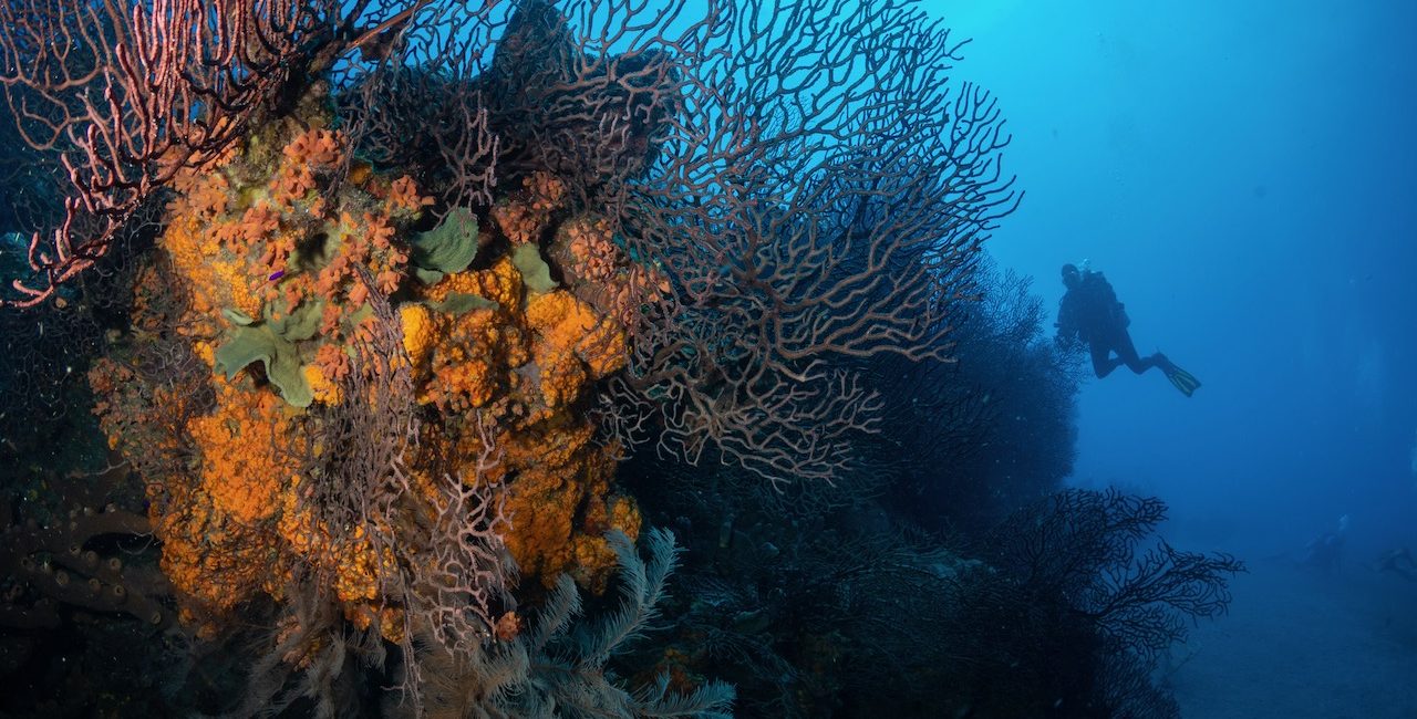 An Interview With Daniel Cotgrave, PADI Rescue Diver