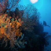 Woman scuba diving on the reef off the Dutch Caribbean island of Saba