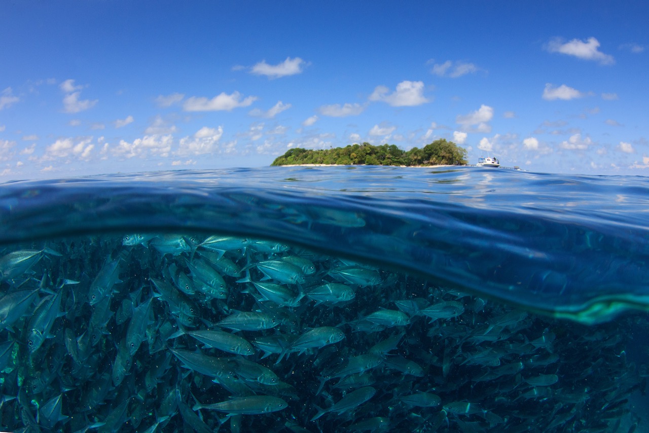 The island and underwater fish of Sipadan in Malaysia which offers some of the best scuba experiences during the spring break