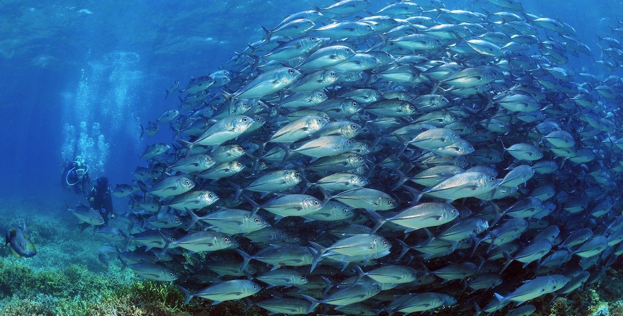 Everything You Need to Know About Diving Sipadan