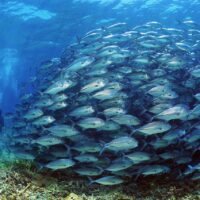 diving in sipadan malaysia