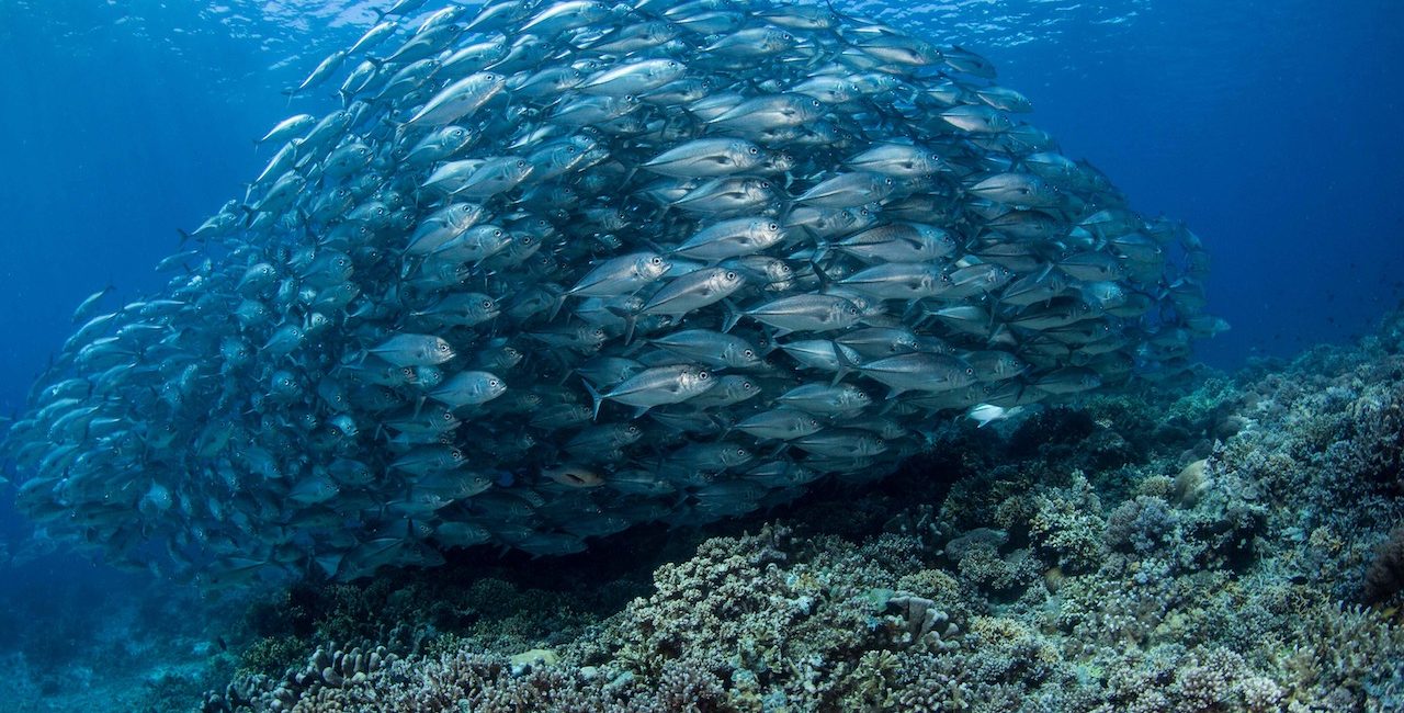 Philippines Diving Calendar: A Month-by-Month Guide to Diving This Unique Biodiversity Hotspot