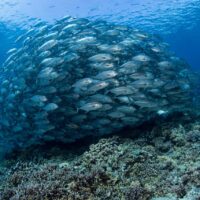 tubbataha philippines diving