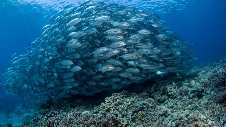 tubbataha philippines diving