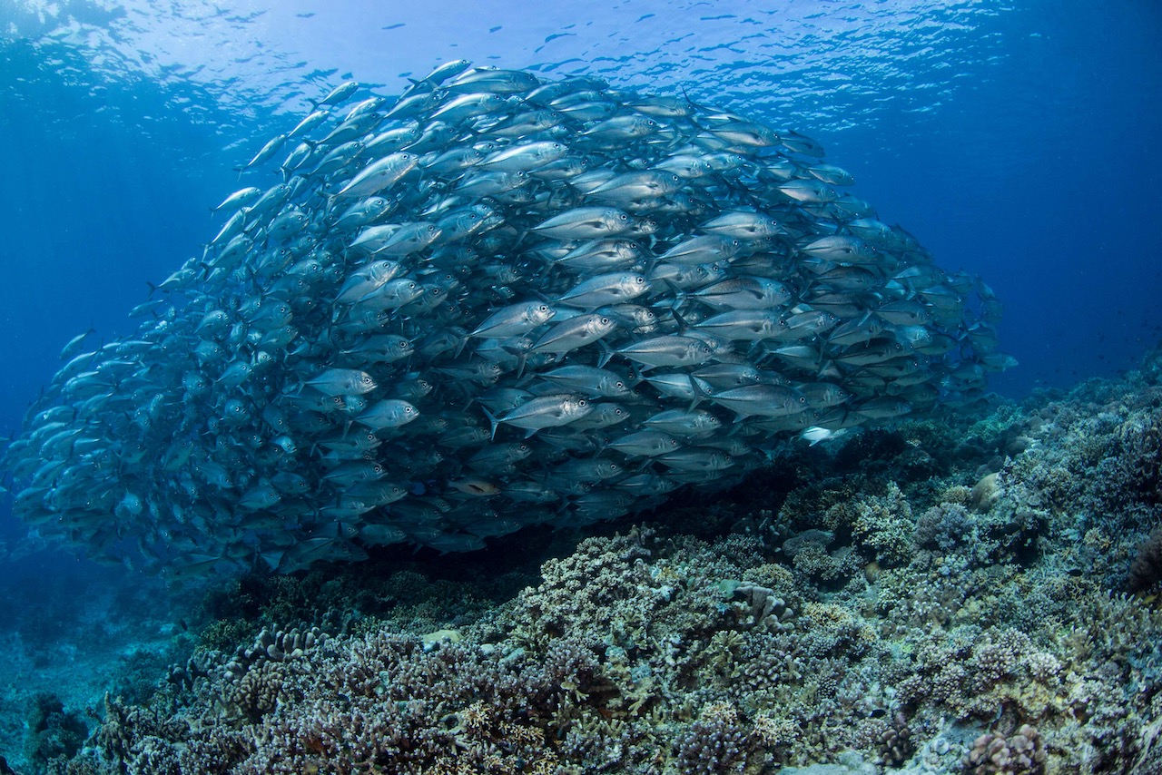 A huge school of giant trevallies on a coral reef at Tubbataha Reef in the Philippines, one of the best liveaboard dive trips