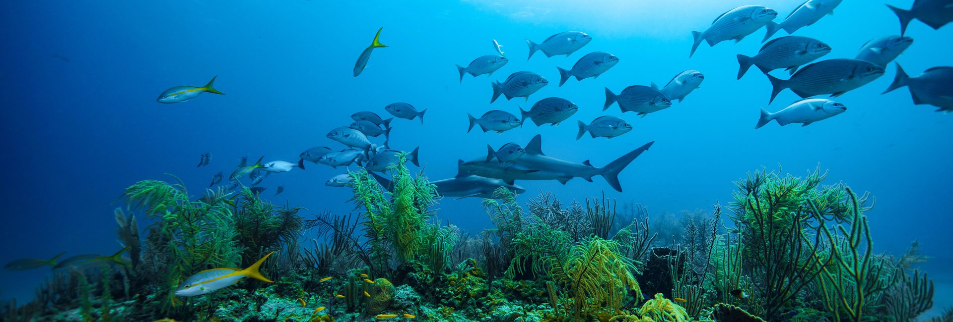The Best Time of Year to Dive in Belize