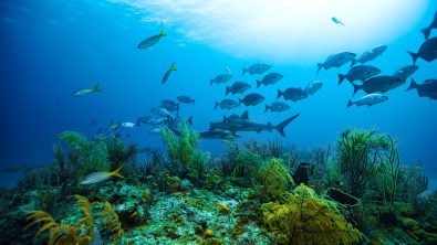 School of fish and sharks over a reef