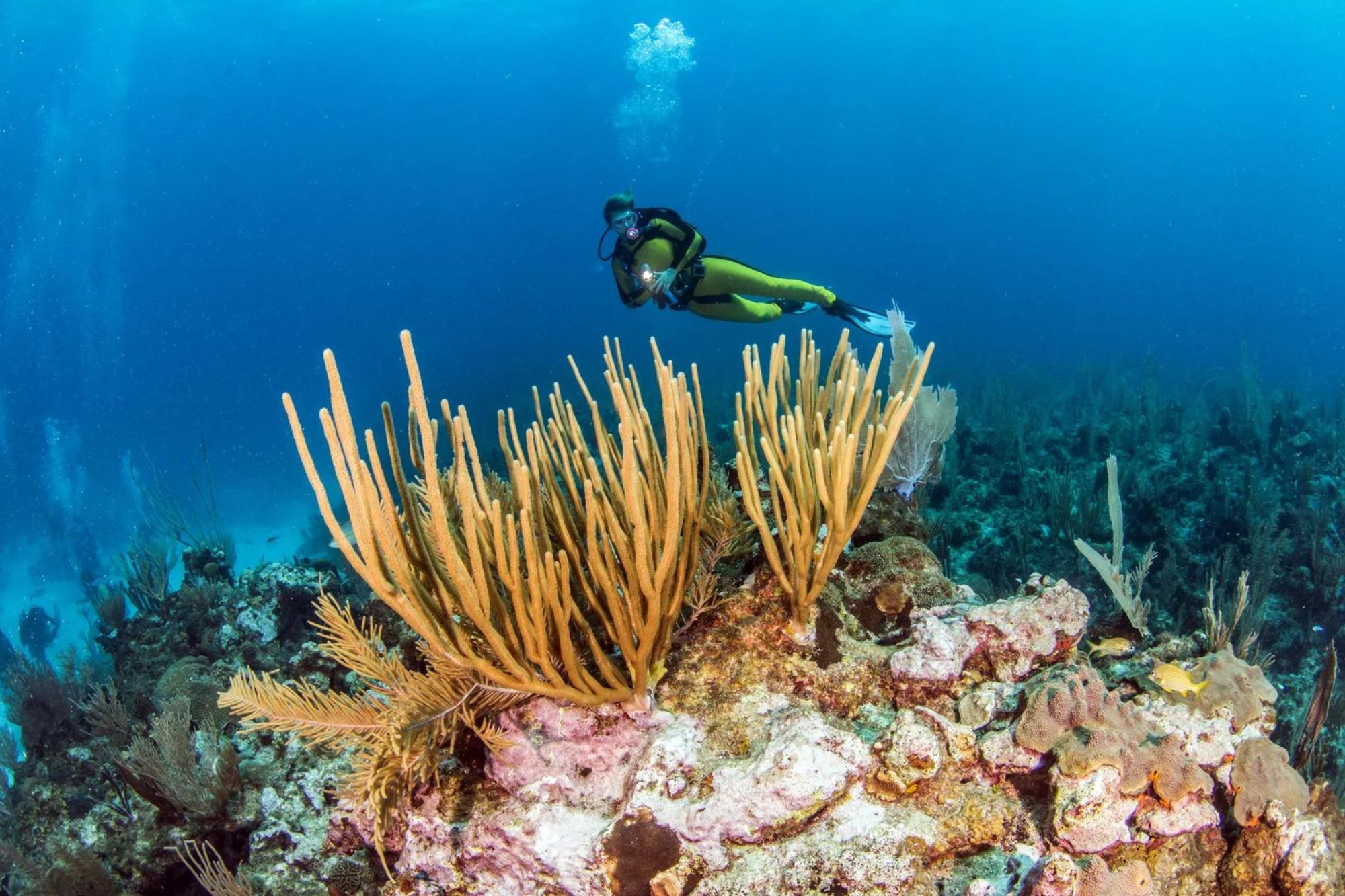 Scuba diver diving in Belize