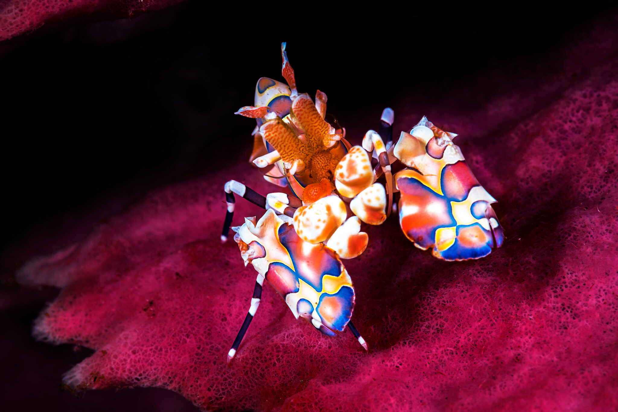 A brightly colored harlequin shrimp, a popular macro sighting while visiting the best diving destinations in Asia in February