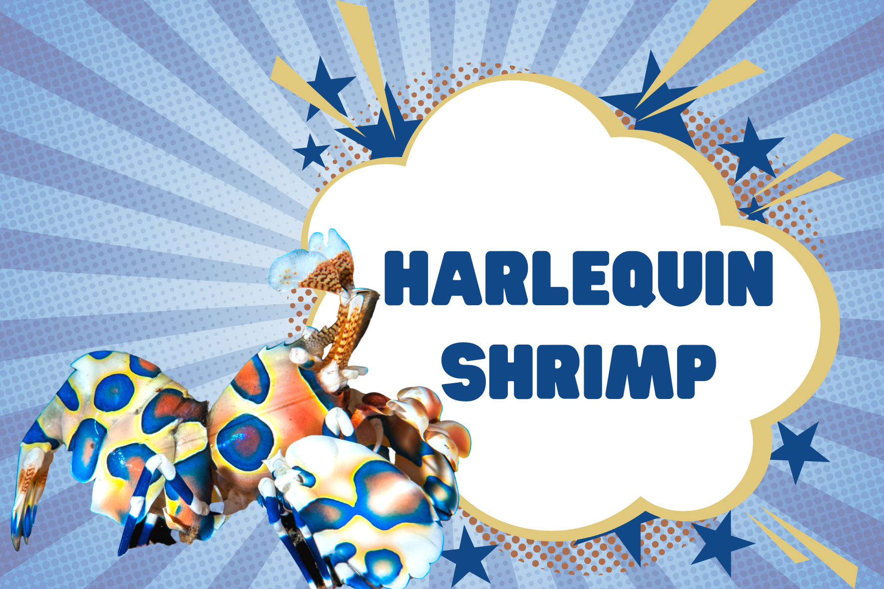 Harlequin Shrimp Ocean Superhero