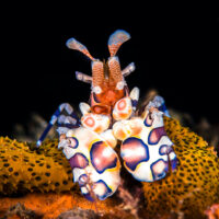 Harlequin-Shrimp-ocean-hero-shutterstock